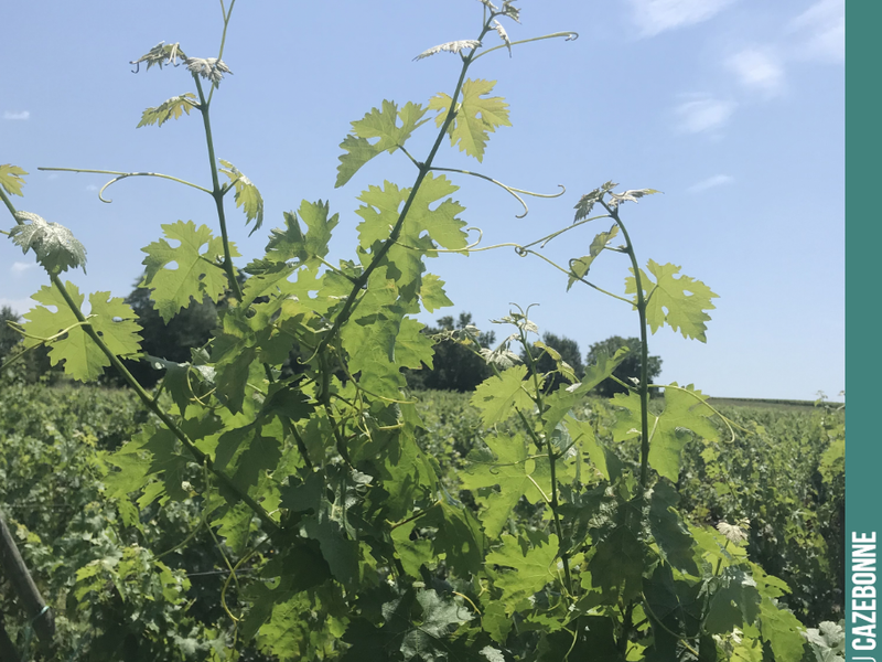 The vines are growing. We need to top the shoots to prevent mosaic downy mildew from spreading across these young, sensitive leaves.