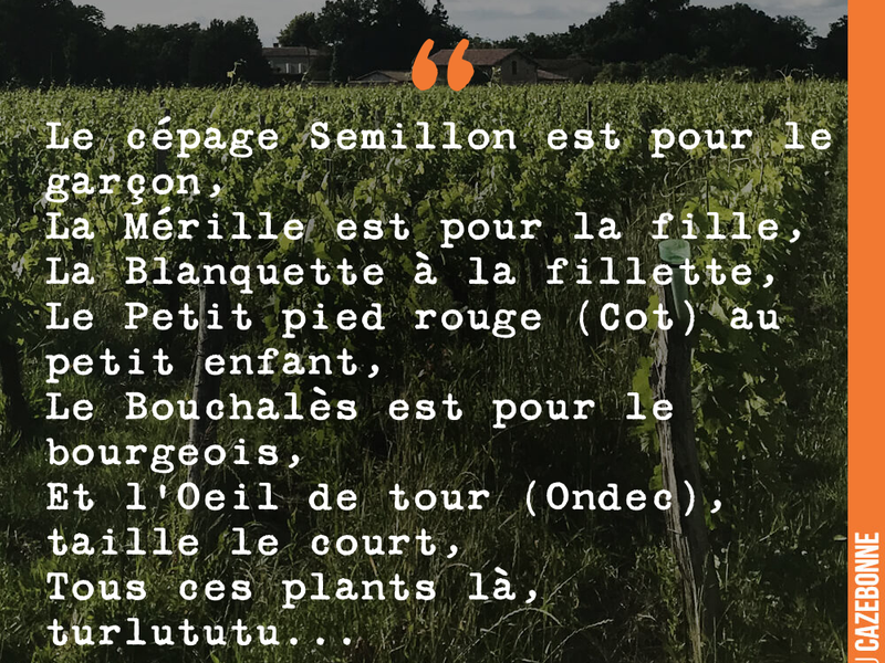 Le cépage Semillon est pour le garçon, La Mérille est pour la fille, La Blanquette à la fillette, Le Petit pied rouge (Cot) au petit enfant, Le Bouchalès est pour le bourgeois, Et l'Oeil de tour (Ondec), taille le court, Tous ces plants là, turlututu... Portent des raisins jusqu'au derrière.
