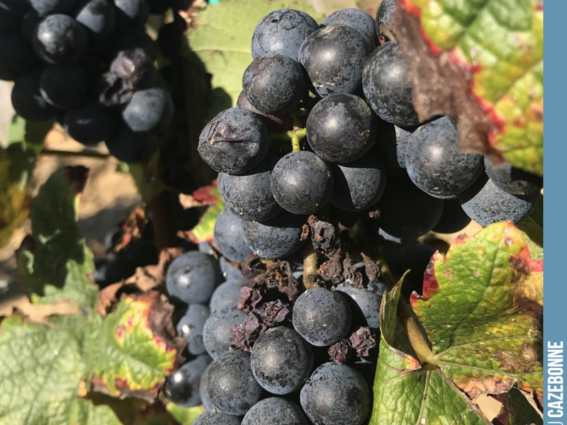 I'm offering a bottle to the first person who guesses this forgotten Bordeaux grape variety, replanted at Cazebonne!
First (small) harvest this year!