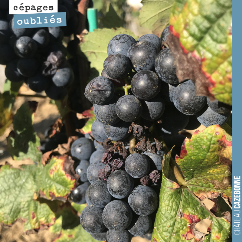 I'm offering a bottle to the first person who guesses this forgotten Bordeaux grape variety, replanted at Cazebonne!
First (small) harvest this year!