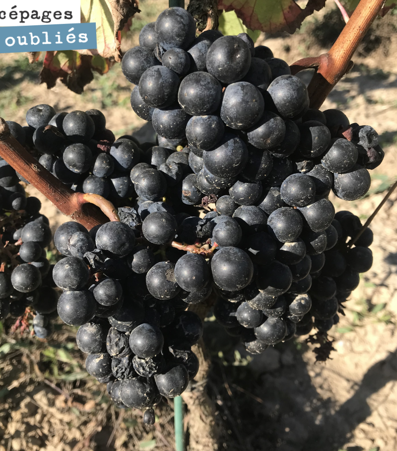 Harvesting the Saint-Macaire on Tuesday. It is wonderfully juicy, with a distinct touch of acidity.