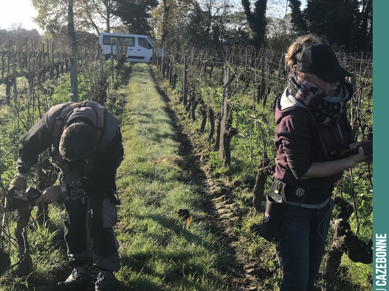 Last week, we started pruning under beautiful sunshine.
An essential step that determines the crop load of each vine for the upcoming harvest. Vine by vine, the right balance must be found...