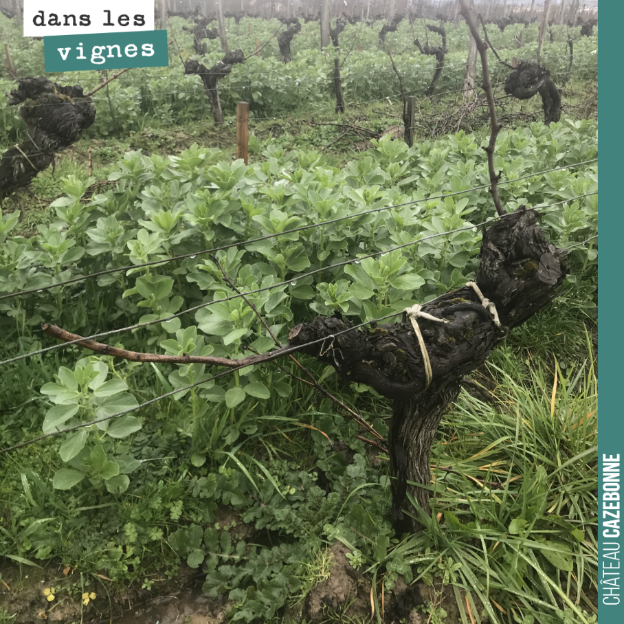 Never simple to prune an old vine. Adapting the load to each vine, preparing the restructuring of the vine, respecting the flow of sap.