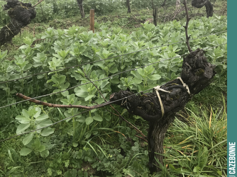 Never simple to prune an old vine. Adapting the load to each vine, preparing the restructuring of the vine, respecting the flow of sap.