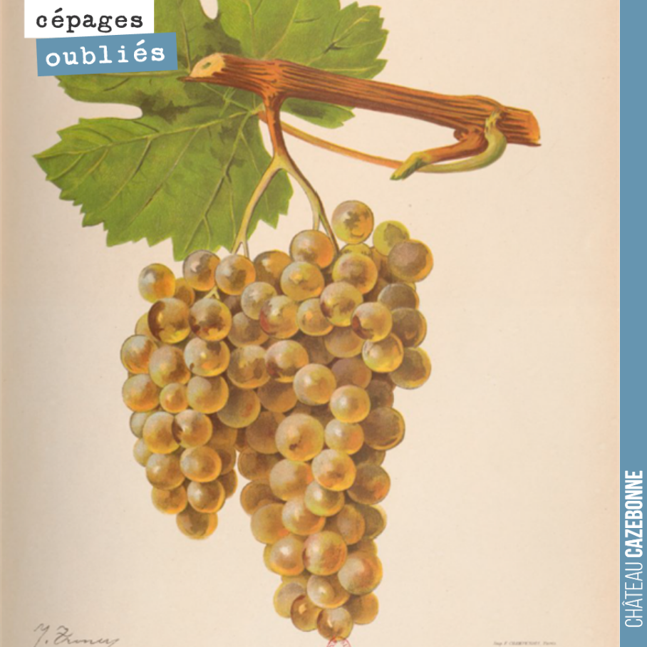 Blanc Verdet, a very interesting white grape variety, once planted in our vineyards!
The grape variety was mentioned very early on, in 1736, in a list of grape varieties cited by Abbé Bellet.
This grape variety also b...