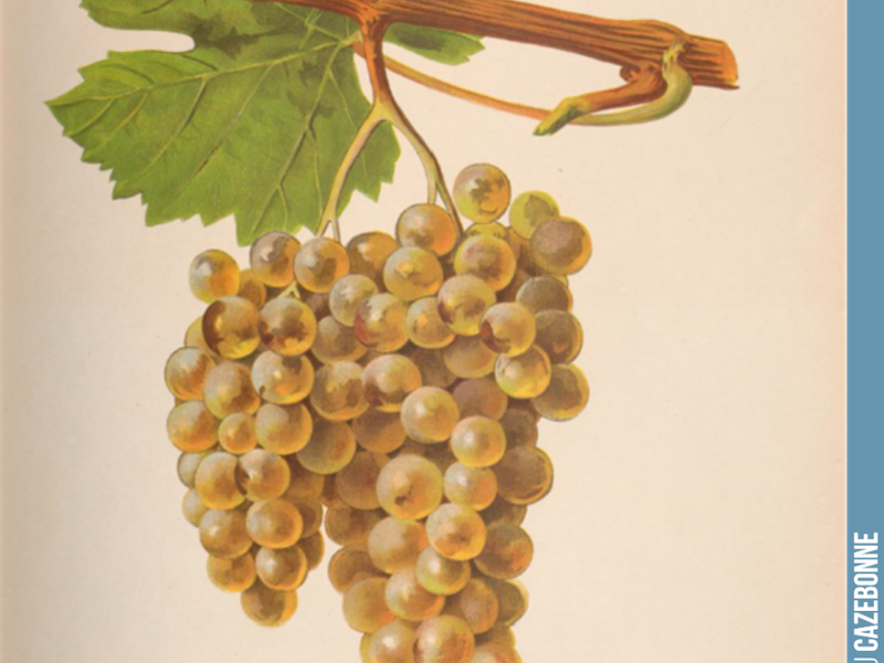 Blanc Verdet, a very interesting white grape variety, once planted in our vineyards!
The grape variety was mentioned very early on, in 1736, in a list of grape varieties cited by Abbé Bellet.
This grape variety also b...