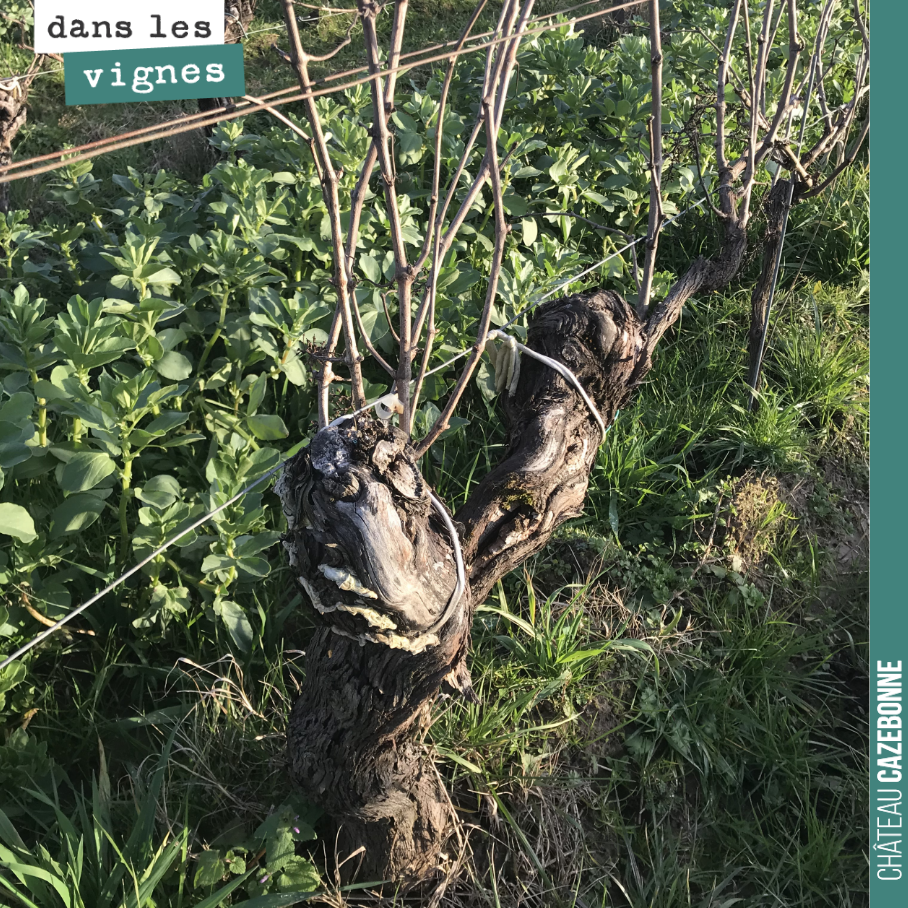 It is winter. These old vines are awaiting pruning, which will make it possible to select the grape-bearing canes for this year. Choosing the right canes to restructure the vi...