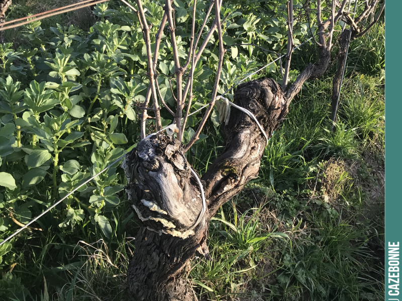 It is winter. These old vines are awaiting pruning, which will make it possible to select the grape-bearing canes for this year. Choosing the right canes to restructure the vi...