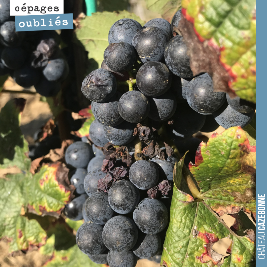 Today, Nicolas Jamin talks to us about Jurançon noir: '
'Medium-sized bunches, large berries, the fruit remained fairly watery, somewhat insipid and lacking acidity.
Everything indicates for ...