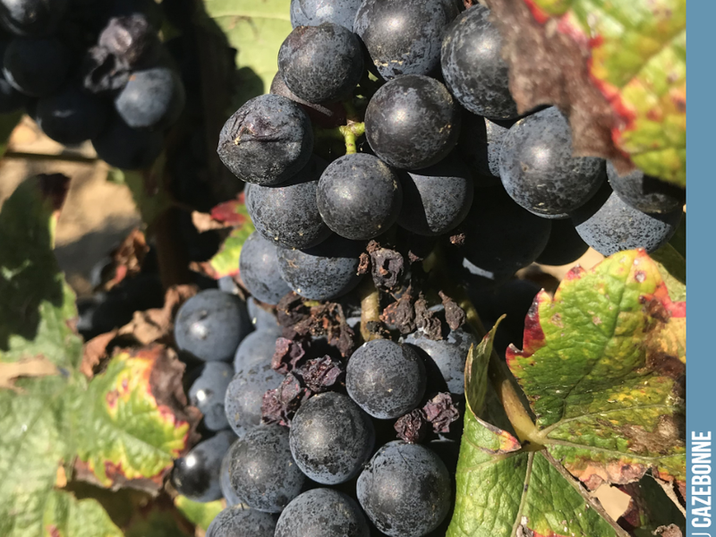 Today, Nicolas Jamin talks to us about Jurançon noir: '
'Medium-sized bunches, large berries, the fruit remained fairly watery, somewhat insipid and lacking acidity.
Everything indicates for ...