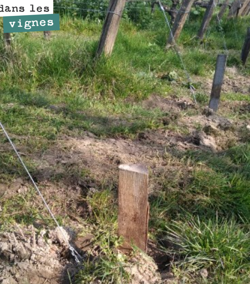 La semaine dernière, on a remis des marquants pour protéger le fil de fer du palissage. Cela permet de ne pas tout abîmer, quand on passe un outil de travail du sol.
Nous faisons un métier où le d...