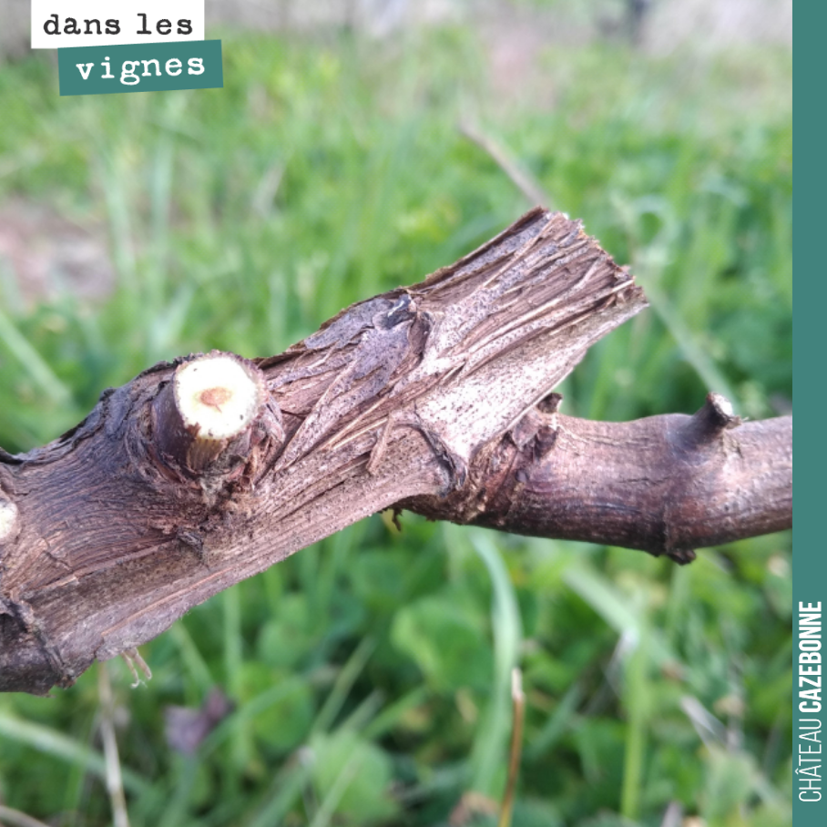 Vine pruning is essential.
Both because it determines the yield that can be expected, but also because the longevity of the vine must be preserved by minimising...