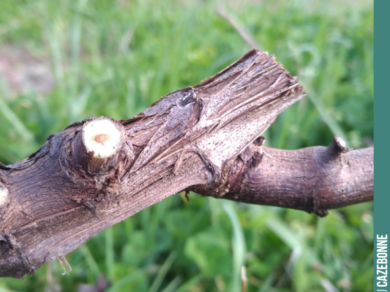 Vine pruning is essential.
Both because it determines the yield that can be expected, but also because the longevity of the vine must be preserved by minimising...
