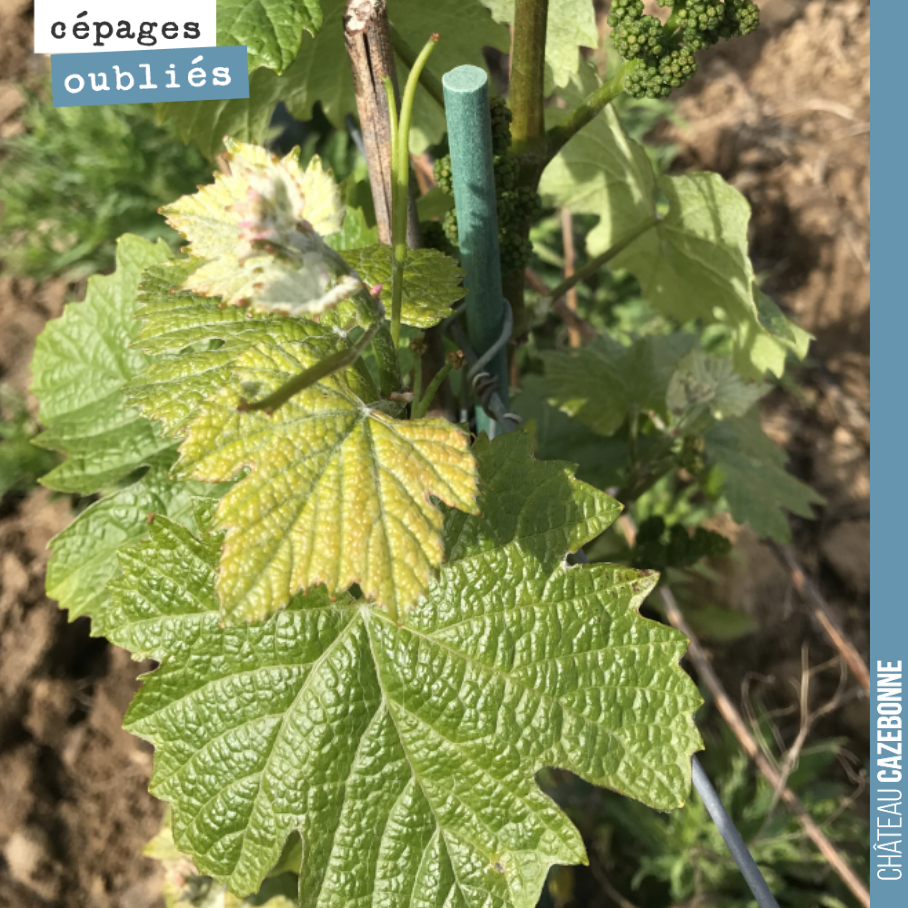Jurançon Noir is in fine form. A productive grape variety once widespread in our vineyards. In the Graves, it was referred to as Grand Noir, while in Entre-Deux-Mers, it was known as...