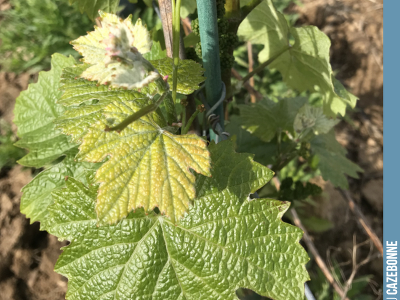 Jurançon Noir is in fine form. A productive grape variety once widespread in our vineyards. In the Graves, it was referred to as Grand Noir, while in Entre-Deux-Mers, it was known as...