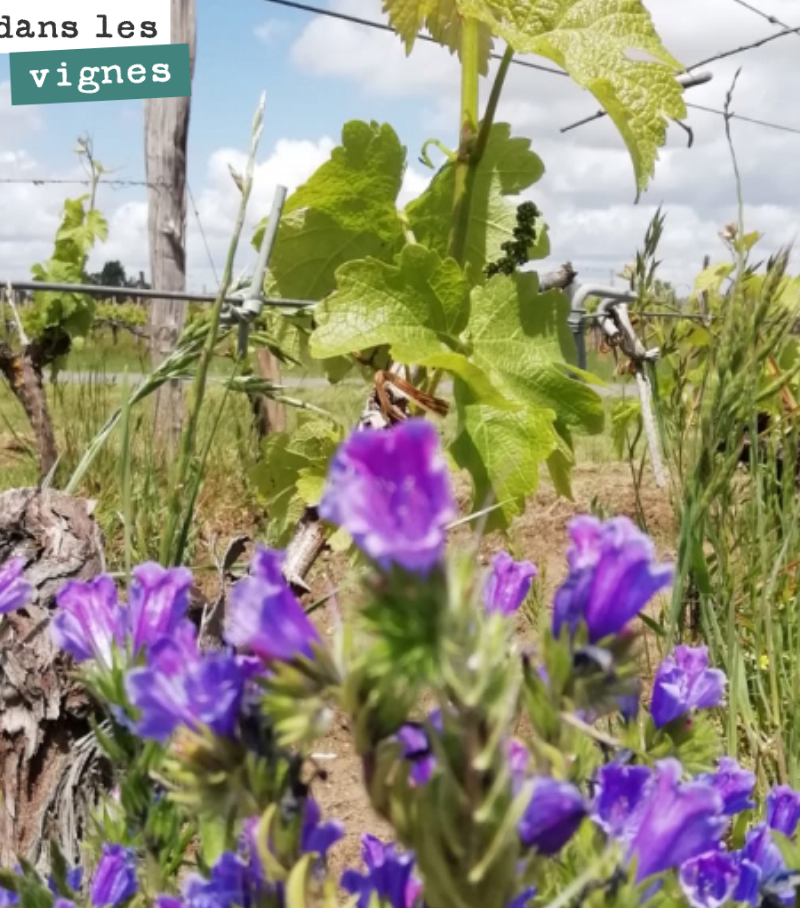 Bouquet de vipérines dans nos vignes. 
Biodiversité toujours !