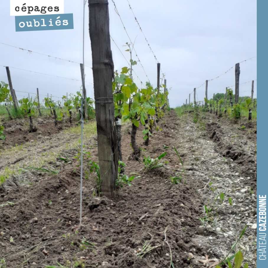 On Monday, we are top-grafting Mancin and Castets. We cleared around the base of the vines ahead of the top-grafting team's arrival, so as not to waste any of their time.