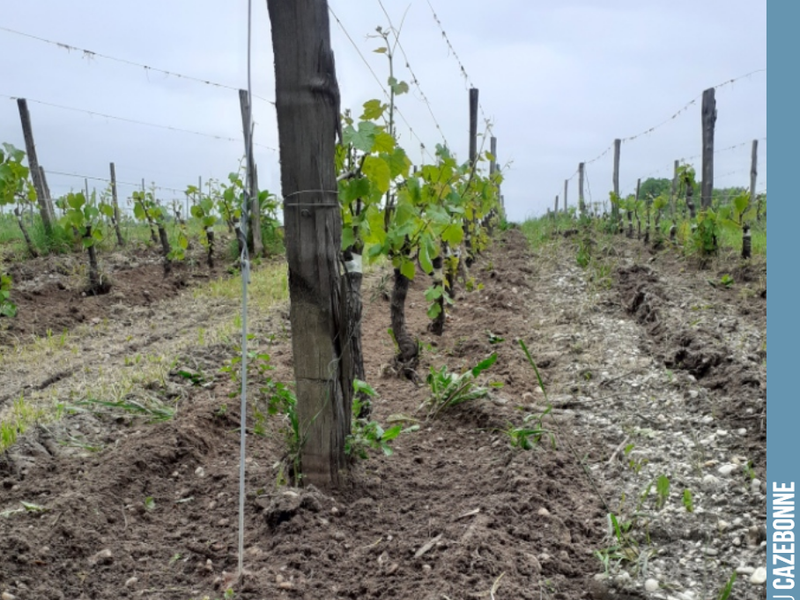 On Monday, we are top-grafting Mancin and Castets. We cleared around the base of the vines ahead of the top-grafting team's arrival, so as not to waste any of their time.