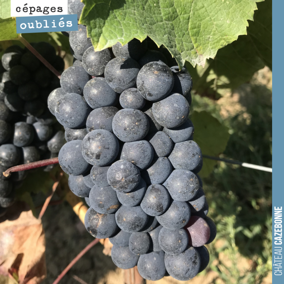 Jurançon noir is ripening. A grape variety that has shown its ability to resist frost and disease well this year. Barely affected by downy mildew in particular.
One can understand why this grape variety was popul...