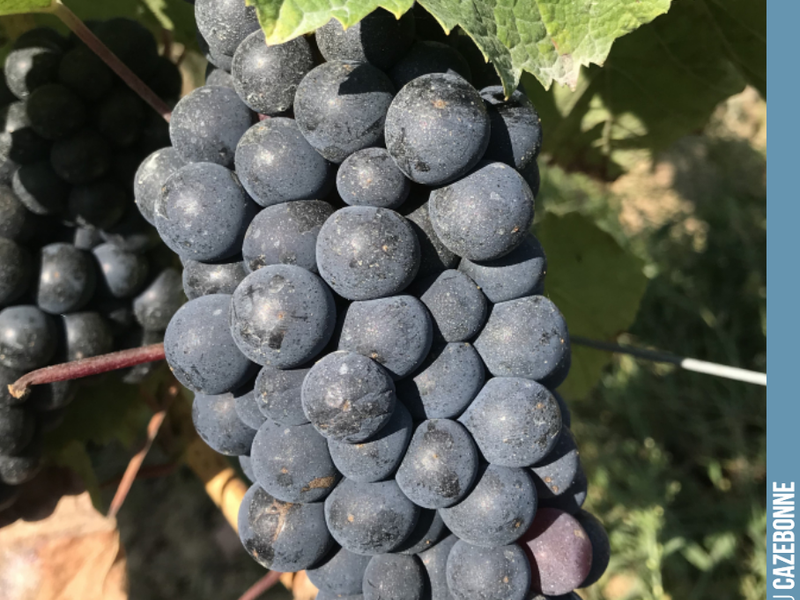 Jurançon noir is ripening. A grape variety that has shown its ability to resist frost and disease well this year. Barely affected by downy mildew in particular.
One can understand why this grape variety was popul...