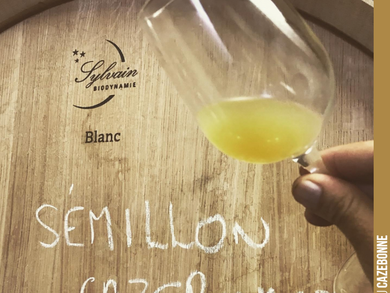 This year, we are ageing a batch of whites in 500-litre biodynamic Sylvain barrels. We favour large vessels at Cazebonne as they allow us to reduce oak influence on our wines, keeping...