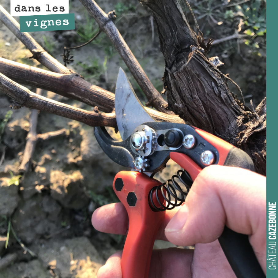 Pruning is underway once again. 
Yesterday was a day of sharing and discussion with the whole team. Taking the time to explain, to discuss specific cases, all together, without rus...