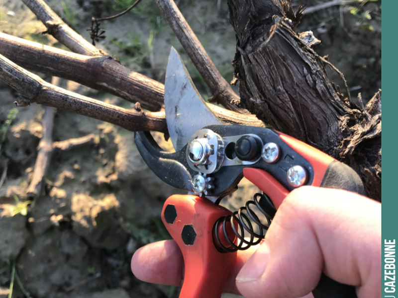 Pruning is underway once again.
Yesterday was a day of sharing and discussion with the whole team. Taking the time to explain, to discuss specific cases, all together, without rus...