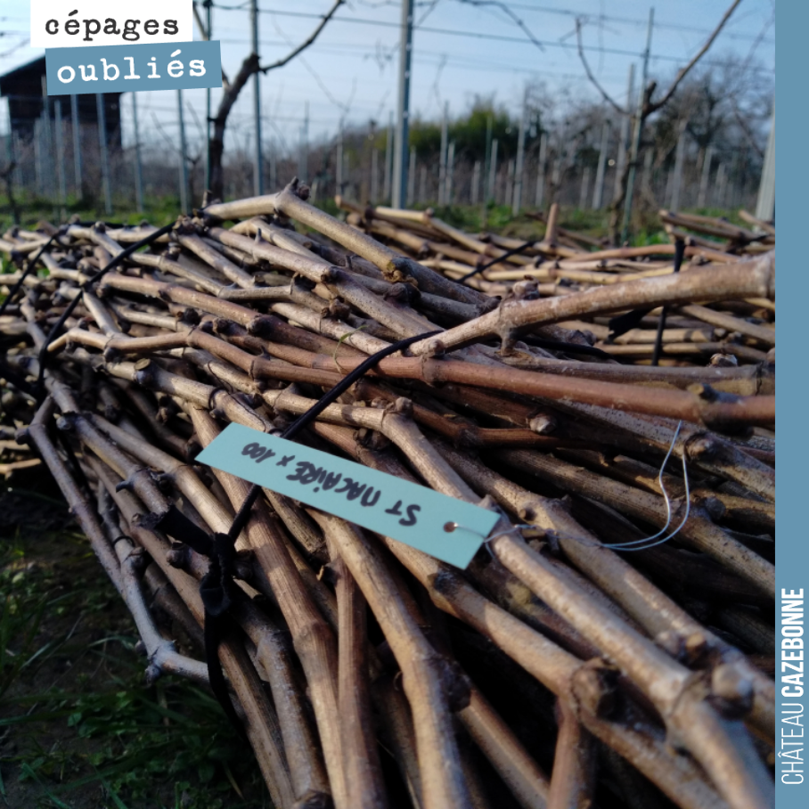We are preparing our bundles for spring top-grafting. Here is our Saint-Macaire scion wood. A magnificent grape variety combining fruit, freshness and structure.