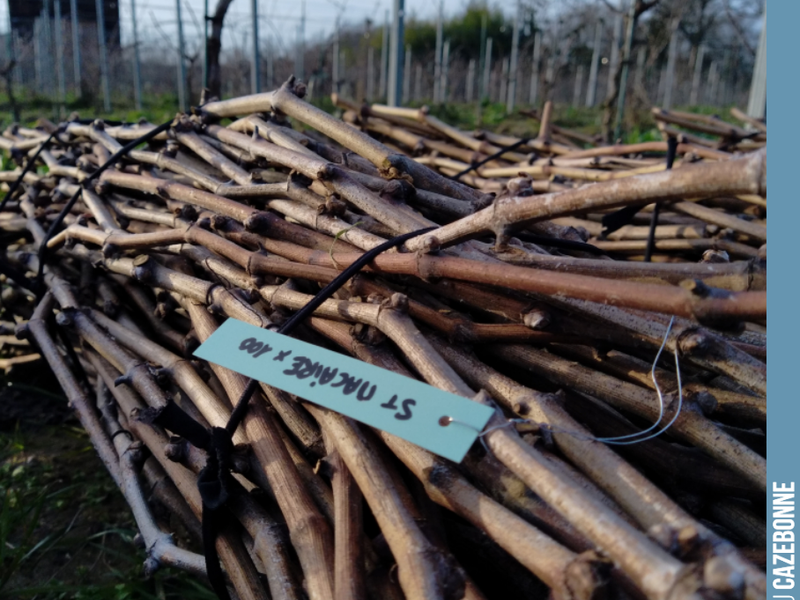 We are preparing our bundles for spring top-grafting. Here is our Saint-Macaire scion wood. A magnificent grape variety combining fruit, freshness and structure.