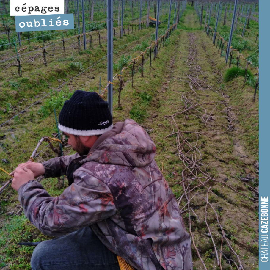 Securing and tying up the Jurançon Noir vines.