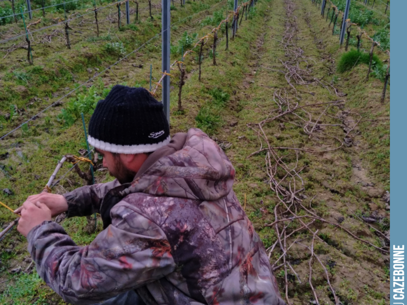 Securing and tying up the Jurançon Noir vines.