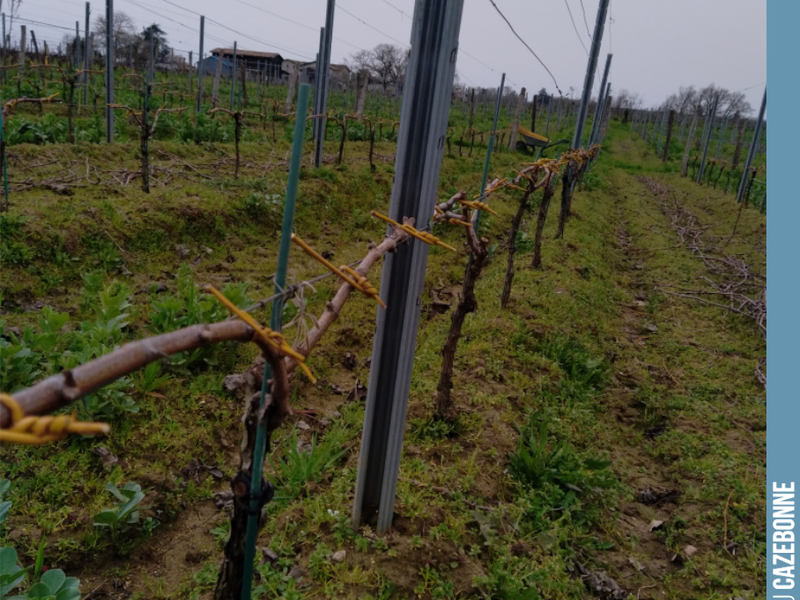 On the Jurançon Noir vines: pruning completed, secured with wicker, canes tied down.
We are ready to start the season!