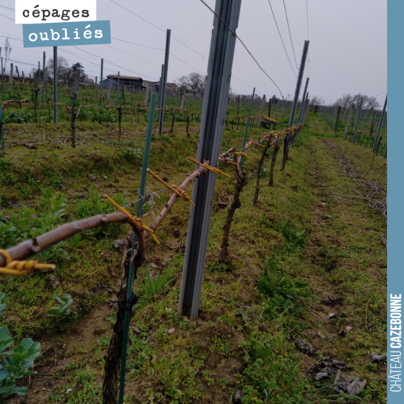 On the Jurançon Noir vines: pruning completed, secured with wicker, canes tied down.
We are ready to start the season!