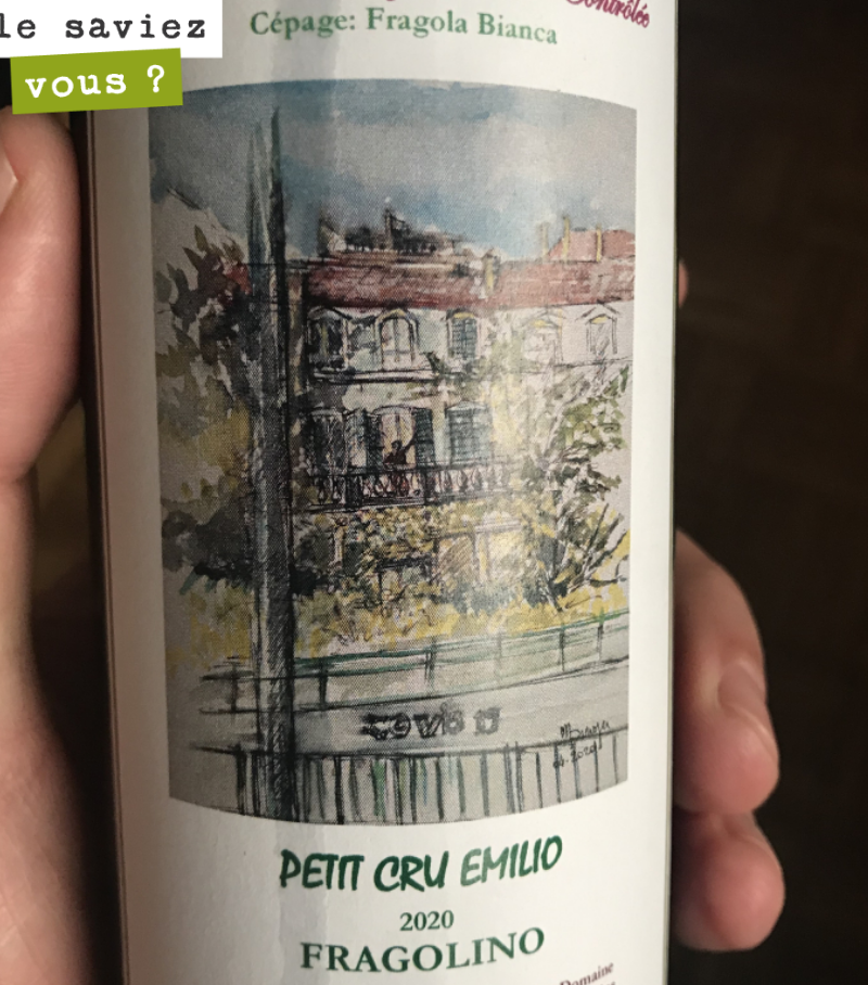 Dégusté hier, ce Fragolîno, vin vinifié en région parisienne par un particulier, à partir d’une treille de Fragola bianca, variété de vigne hybride par le croisement de vitis labrusca avec un vitis...