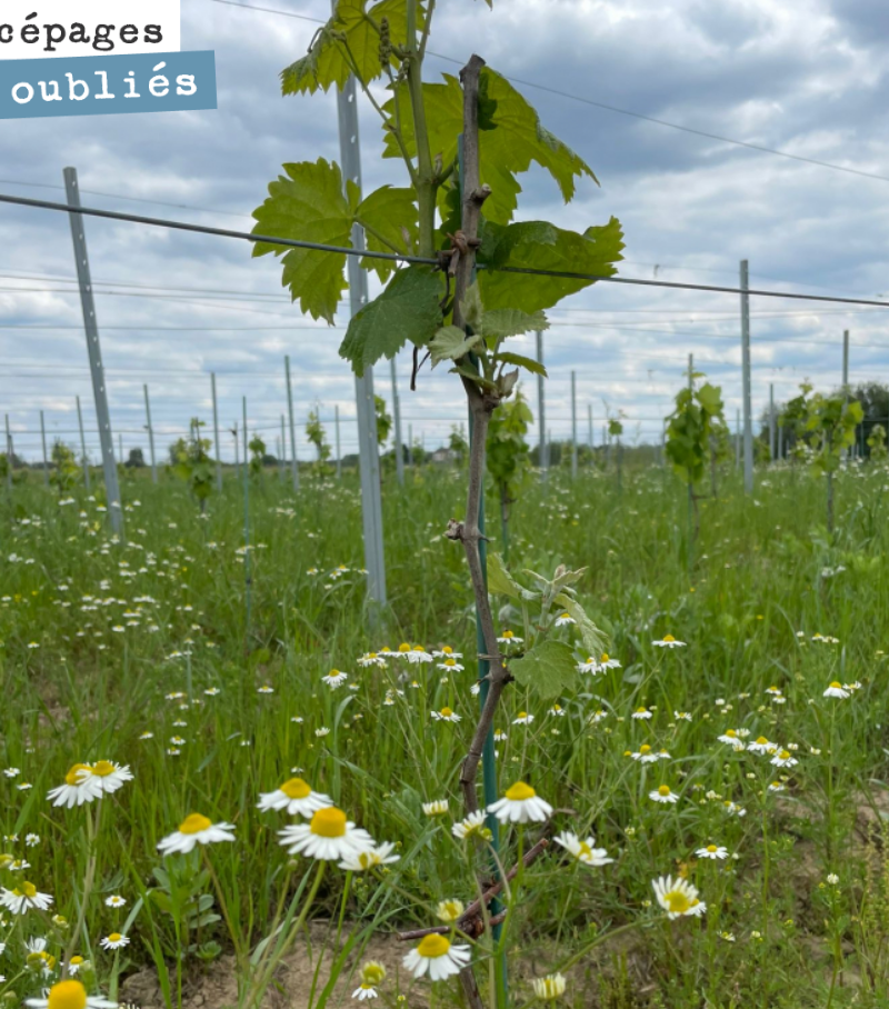 Notre plantation de l’année dernière est en pleine forme.
La chaleur est annoncée pour les deux prochaines semaines (31 degrés mercredi). D’un côté, c’est sec donc on est tranquille côté mildiou, ...