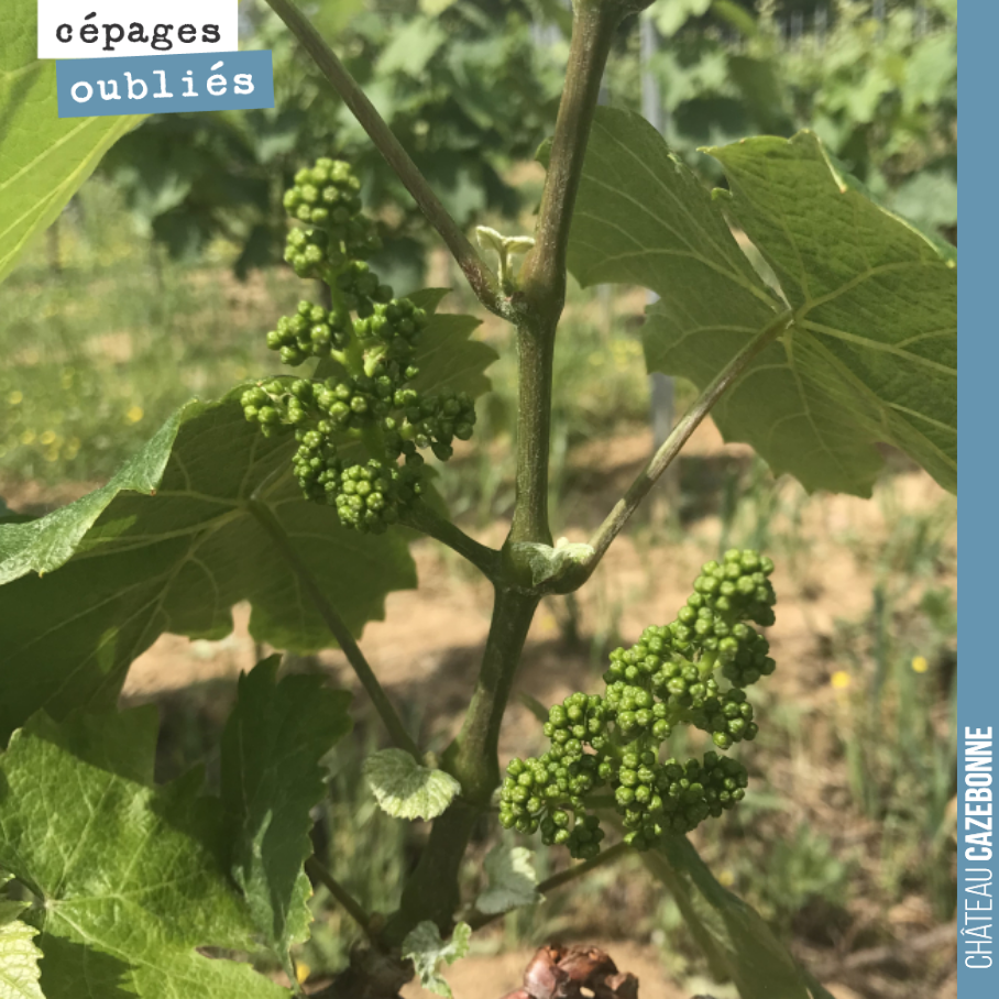 Grape variety profile.
Let's start with Jurançon noir. It is a magnificent grape variety with an upright growth habit, easy to trellis. It produces beautiful bunches, regular and well-spaced, which will allow...