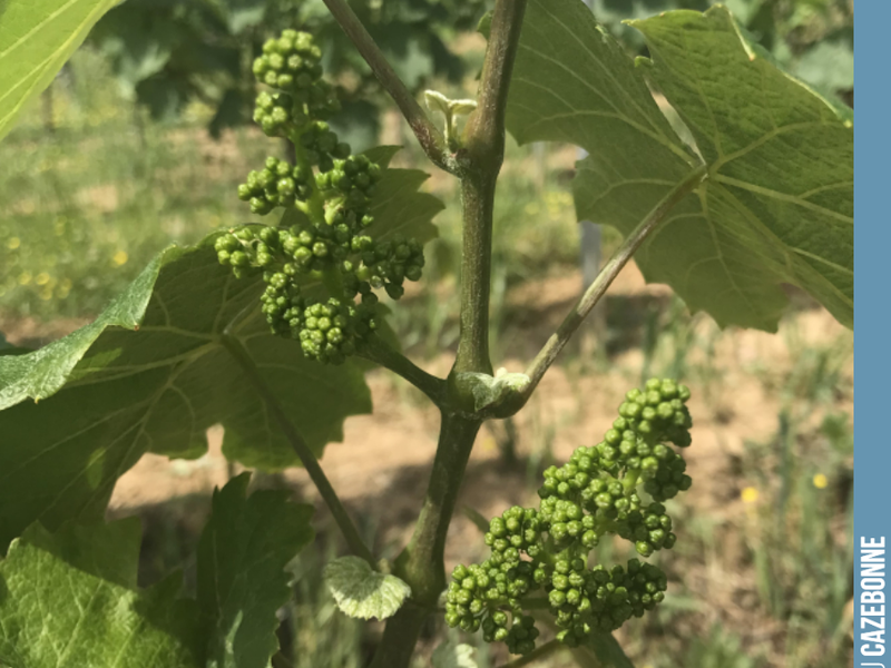 Grape variety profile.
Let's start with Jurançon noir. It is a magnificent grape variety with an upright growth habit, easy to trellis. It produces beautiful bunches, regular and well-spaced, which will allow...