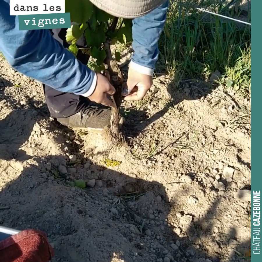 Our annual top-grafting campaign is underway. Today, we are top-grafting rootstocks with Saint-Macaire, Mancin and Castets.