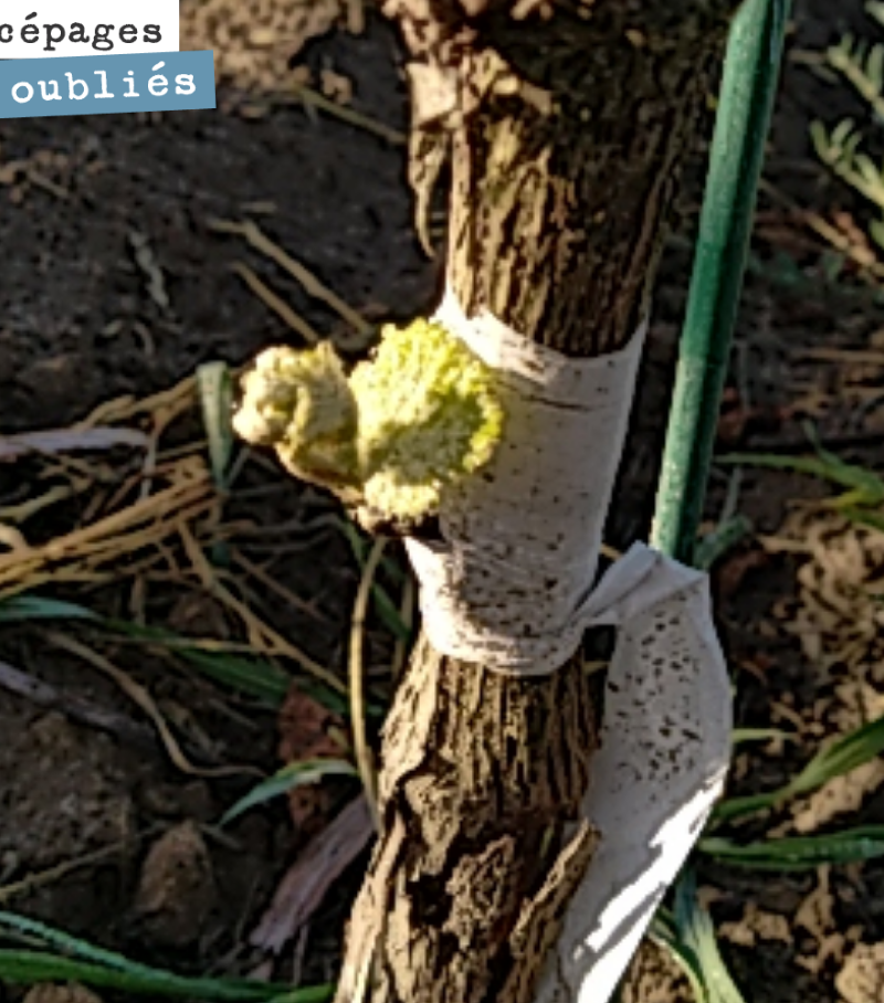 Renaissance du Saint-Macaire sur nos vignes greffées, il y a deux semaines.
On croit beaucoup à l’avenir de ce cépage, vigoureux, productif, mais qui nous donne de si belles choses quand on réfrèn...