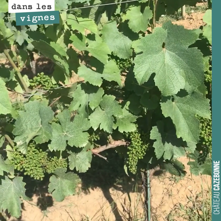 Jurançon noir is truly a magnificent grape variety!
With an upright growth habit, a beautifully balanced crop, and low susceptibility to disease!