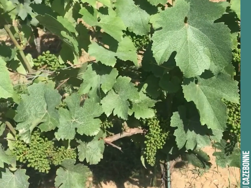 Jurançon noir is truly a magnificent grape variety!
With an upright growth habit, a beautifully balanced crop, and low susceptibility to disease!