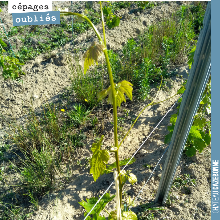 The Saint-Macaire top-grafting is already reaching the top wire.
A superb success for our top-grafting this year!
We’ll take any good news we can get; our job is tough enough as it is!