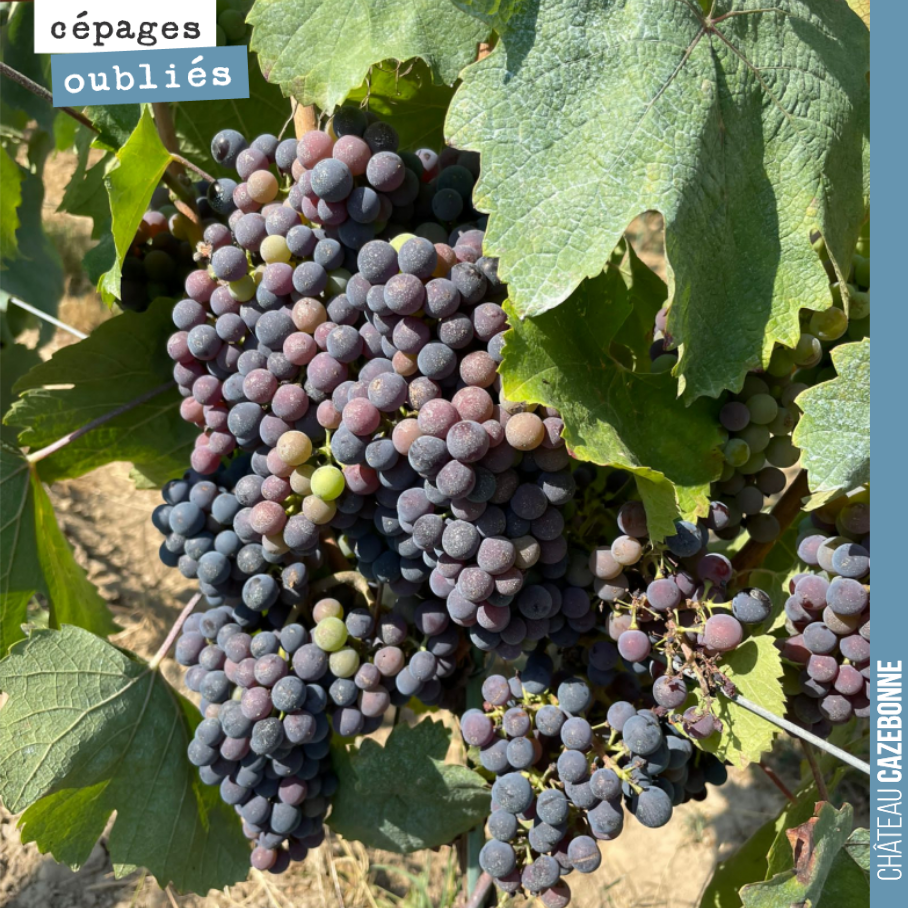 Jurançon Noir is a generous grape variety. It is easy to manage, less prone to frost, and barely susceptible to disease.
Truly the archetype of a good friend!