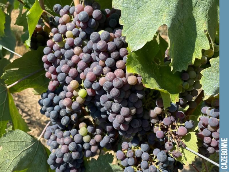 Jurançon Noir is a generous grape variety. It is easy to manage, less prone to frost, and barely susceptible to disease.
Truly the archetype of a good friend!
