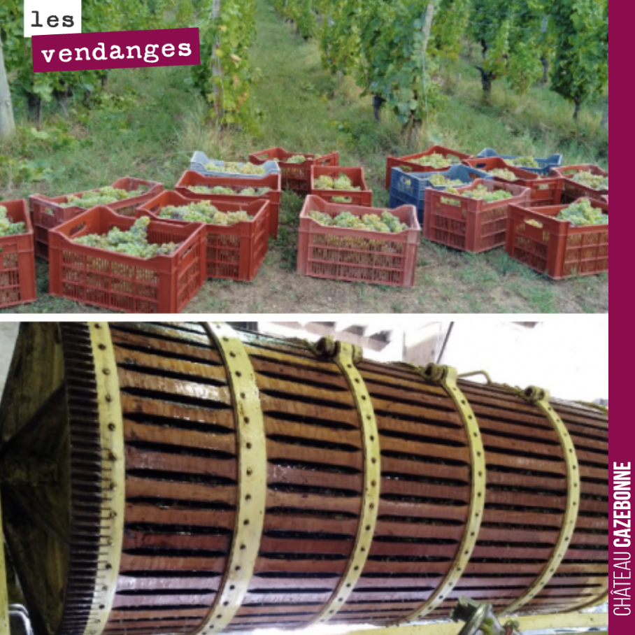 Harvest is underway for Florian, our director. Alongside his work at Cazebonne, he manages a plot of Semillon and Merlot.
We wish him a great harvest and a fantastic pampaillet to celebrate the end of it!