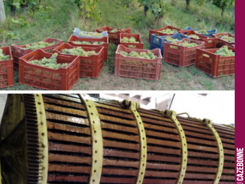 Harvest is underway for Florian, our director. Alongside his work at Cazebonne, he manages a plot of Semillon and Merlot.
We wish him a great harvest and a fantastic pampaillet to celebrate the end of it!