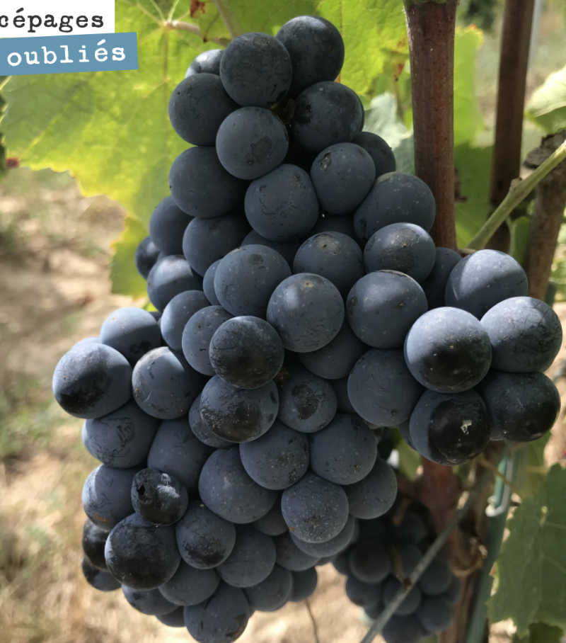 On est passé déguster hier, l’ensemble des cépages oubliés que l’on a planté sur le domaine : blanc auba, blanc verdet, sauvignonasse, prueras en blanc.
Et en rouge, gros cabernet, gros verdot, Ca...
