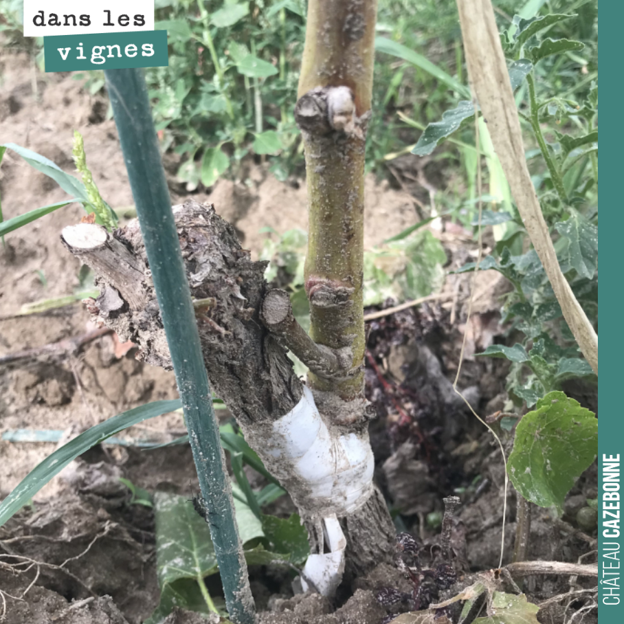 Magnificent top-grafting on Saint-Macaire this year.
Chip-bud grafting.
Promising for the future.
All our forgotten grape varieties are top-grafted on site for superior grafting quality. Prepar...