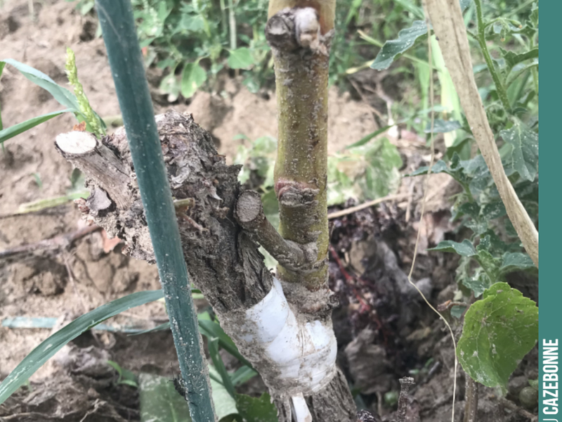 Magnificent top-grafting on Saint-Macaire this year.
Chip-bud grafting.
Promising for the future.
All our forgotten grape varieties are top-grafted on site for superior grafting quality. Prepar...