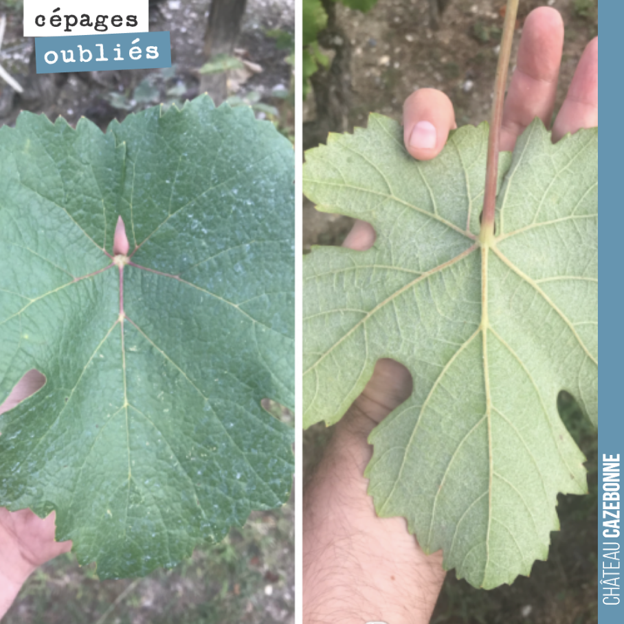 Continuing to prospect old parcels during the harvest to identify and taste ancient grape varieties.
Here, Jurançon noir in a 1958 parcel.
A planting following the devas...